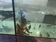 -蜀九香火锅(江油店)