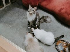-瞄一喵猫咖(格力海岸店)