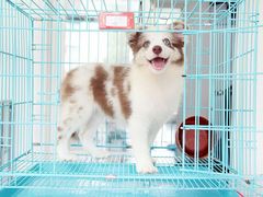 -翊宠yipet猫狗购宠庄园犬舍•猫舍