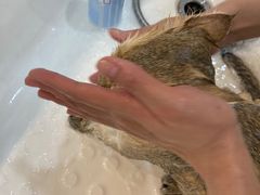 -momokira米努特·德文卷毛猫·棉花面纱犬