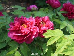 -青岛国学公园