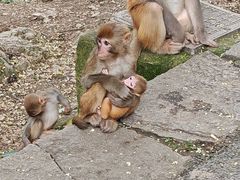 -黔灵山公园