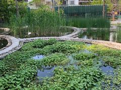 -活水公园