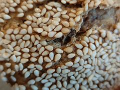 芝麻烧饼-仁和四季涮肉馆(天坛南门店)
