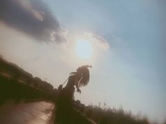 -荷塘月色湿地公园·向阳花洲
