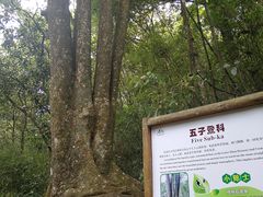 -广州市石门国家森林公园