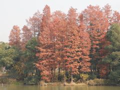 -东湖落雁景区