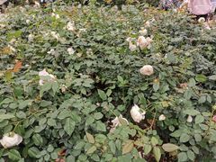 -人民公园(罗湖区)