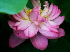 -陈家山荷花公园