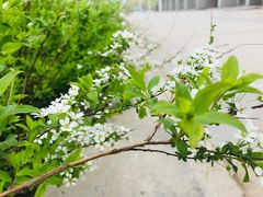 -冷面大王(细河南路店)