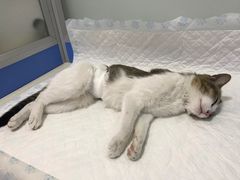 -灵美宠物诊所