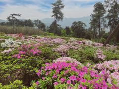 -南山植物园