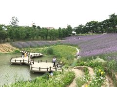 -大塘金香草谷