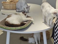 -怪兽屋·羊驼·猫咖·狗咖(俊华广场店)