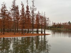 -白鹭湾湿地公园
