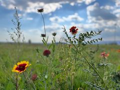 -敕勒川草原文化旅游区