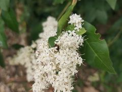 -羚羊峡古栈道森林公园