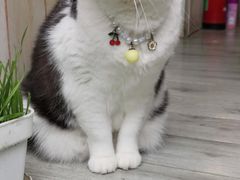 -海边的猫和咖啡馆