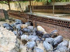 -深圳野生动物园