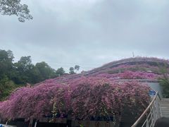 -深圳仙湖植物园