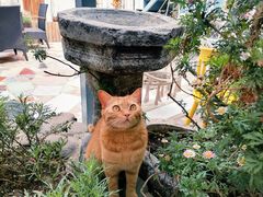 -喵屿·大理花园猫咖