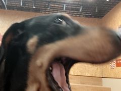 -和它·交个朋友·狗咖猫咖(爱琴海店)