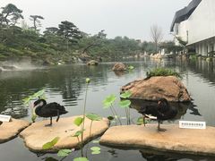 -BLACKSWAN黑天鹅(环球店)