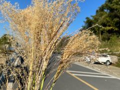-长沙黑麋峰国家森林公园