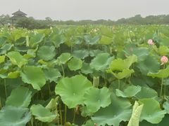 -梁鸿国家湿地公园