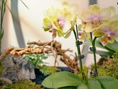 -荷兰布尔玛国际花艺学院