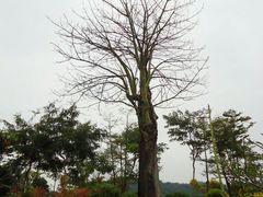 -广州市石门国家森林公园