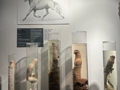 -冰岛阴茎博物馆