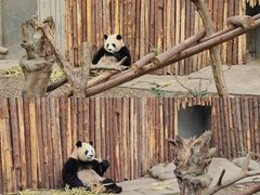 -成都大熊猫繁育研究基地