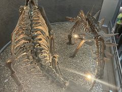 -国家自然博物馆