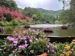 -深圳仙湖植物园