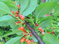 -樱桃山旅游景区