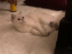 -小湘旺臭鳜鱼(百子湾店)
