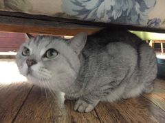 宠物猫-不舍昼夜咖啡馆