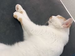 -联萌宠物医院(猫病专科)