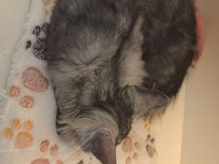 -小猫来了·猫咪专售(红山六九七九店)