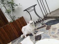 -喵屿·大理花园猫咖