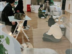 -COLOR PETS 撸猫馆·购猫·猫咖(长风大悦城店)