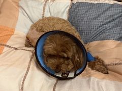-米苏动物医院·犬猫专科·骨科外科内窥镜
