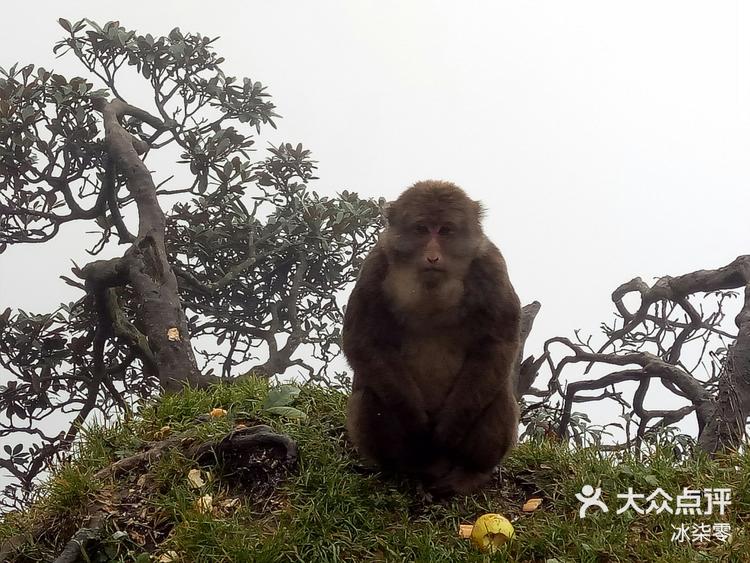 峨眉山胖猴图片