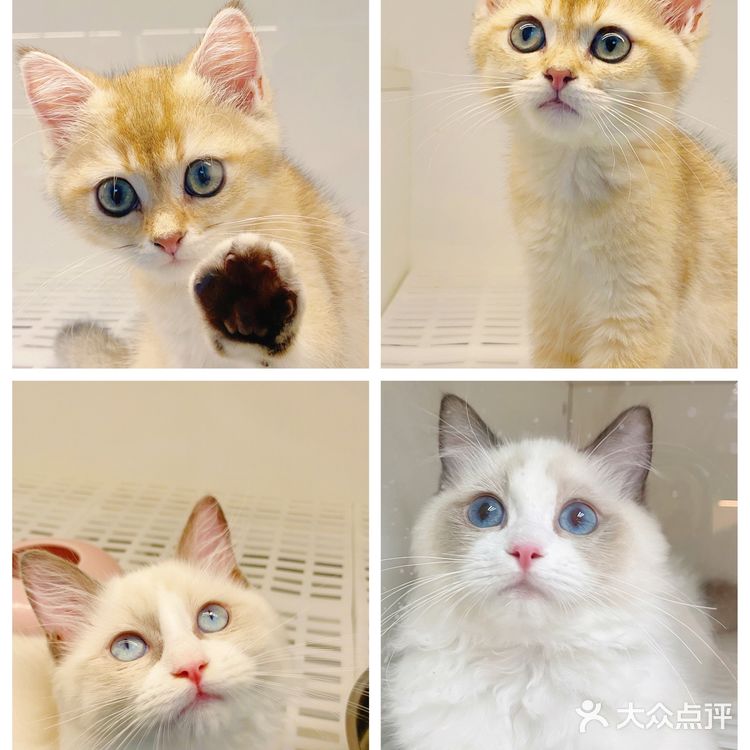 广州探店｜哇！银点简直就是我的梦中情猫啊！