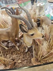 -卡通尼·Safari非洲探索乐园·生日会(金桥国际商业广场店)