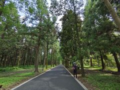 -东平国家森林公园