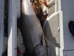 -Steveston Pizza Company (Richmond)