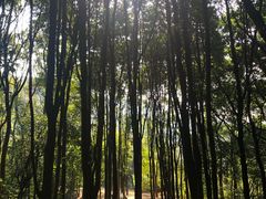-广州市帽峰山景区