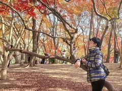 -秋霞圃